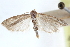  (Eurythmia yavapaella - CCDB-29002-H08)  @11 [ ] CreativeCommons - Attribution (2016) CBG Photography Group Centre for Biodiversity Genomics