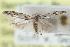  ( - CCDB-29004-A10)  @11 [ ] CreativeCommons - Attribution (2016) CBG Photography Group Centre for Biodiversity Genomics