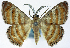  (Casbia isogramma - BMNH(E) #0960368)  @11 [ ] CreativeCommons - Attribution Share-Alike (2018) Unspecified Smithsonian Institution National Museum of Natural History
