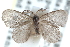  (Basicladus celibatus - CCDB-29063-B03)  @14 [ ] CreativeCommons - Attribution (2016) CBG Photography Group Centre for Biodiversity Genomics