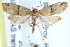  ( - CCDB-29069-H08)  @14 [ ] CreativeCommons - Attribution (2016) CBG Photography Group Centre for Biodiversity Genomics