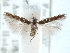  ( - CCDB-29490-C10)  @11 [ ] CreativeCommons - Attribution (2017) CBG Photography Group Centre for Biodiversity Genomics