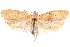  (Agonopterix dammersi - CCDB-29463-B02)  @11 [ ] CreativeCommons - Attribution (2017) CBG Photography Group Centre for Biodiversity Genomics