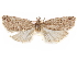  (Bidorpita cryptica - CCDB-29471-C06)  @11 [ ] CreativeCommons - Attribution (2018) CBG Photography Group Centre for Biodiversity Genomics