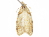  (Varifula fulvaria - CCDB-29471-G12)  @11 [ ] CreativeCommons - Attribution (2018) CBG Photography Group Centre for Biodiversity Genomics