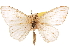  (Bombycodes aspilaria - CCDB-30812-D01)  @11 [ ] CreativeCommons - Attribution (2018) CBG Photography Group Centre for Biodiversity Genomics