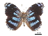  (Myscelia cyananthe - CCDB-30813-A12)  @11 [ ] CreativeCommons - Attribution (2017) Jacopo Dercole Centre for Biodiversity Genomics