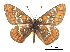  (Euphydryas gillettii - CCDB-30814-C01)  @14 [ ] CreativeCommons - Attribution (2017) Jacopo Dercole Centre for Biodiversity Genomics