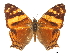  (Hypanartia lethe - CCDB-30814-D08)  @15 [ ] CreativeCommons - Attribution (2017) Jacopo Dercole Centre for Biodiversity Genomics