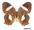  (Anartia chrysopelea - CCDB-30814-F02)  @14 [ ] CreativeCommons - Attribution (2017) Jacopo Dercole Centre for Biodiversity Genomics