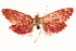  (Pachyphoenix phoenissa - CCDB-31103-F02)  @11 [ ] CreativeCommons - Attribution (2018) CBG Photography Group Centre for Biodiversity Genomics