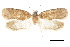  (Agonopterix clarkei - CCDB-30454-D10)  @11 [ ] CreativeCommons - Attribution (2018) CBG Photography Group Centre for Biodiversity Genomics
