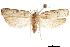  (Mothonica cuba - CCDB-30457-A03)  @11 [ ] CreativeCommons - Attribution (2019) CBG Photography Group Centre for Biodiversity Genomics