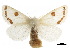  (Euproctis karghalica - CCDB-30822-A01)  @11 [ ] CreativeCommons - Attribution (2018) CBG Photography Group Centre for Biodiversity Genomics