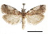  (Acrobasis indigenella - CCDB-30822-F01)  @15 [ ] CreativeCommons - Attribution (2018) CBG Photography Group Centre for Biodiversity Genomics