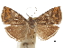  (Hemerophila contrariana - CCDB-30828-A04)  @11 [ ] CreativeCommons - Attribution (2018) CBG Photography Group Centre for Biodiversity Genomics