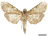  (Phostria atrisignalis - CCDB-31553-B07)  @11 [ ] CreativeCommons - Attribution (2018) CBG Photography Group Centre for Biodiversity Genomics