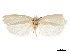  (Timocratica palpalis - CCDB-31553-D07)  @11 [ ] CreativeCommons - Attribution (2018) CBG Photography Group Centre for Biodiversity Genomics