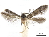  ( - CCDB-32973-C11)  @11 [ ] CreativeCommons - Attribution (2019) CBG Photography Group Centre for Biodiversity Genomics