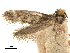  (Tryptodema sepulchrella - CCDB-32974-H07)  @11 [ ] CreativeCommons - Attribution (2019) CBG Photography Group Centre for Biodiversity Genomics