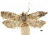  ( - CCDB-32975-H04)  @11 [ ] CreativeCommons - Attribution (2019) CBG Photography Group Centre for Biodiversity Genomics