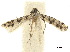  (Protodarcia bicolorella - CCDB-32977-H05)  @11 [ ] CreativeCommons - Attribution (2019) CBG Photography Group Centre for Biodiversity Genomics