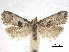  ( - CCDB-33189-C09)  @11 [ ] CreativeCommons - Attribution (2019) CBG Photography Group Centre for Biodiversity Genomics