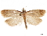  (Phtheochroa canariana - CCDB-33189-D11)  @14 [ ] CreativeCommons - Attribution (2019) CBG Photography Group Centre for Biodiversity Genomics