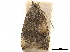  (Cosmorrhyncha acrocosma - CCDB-33189-H09)  @11 [ ] CreativeCommons - Attribution (2019) CBG Photography Group Centre for Biodiversity Genomics