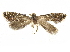  (Glyphipterix sierranevadae - CCDB-30825-G09)  @11 [ ] CreativeCommons - Attribution (2018) CBG Photography Group Centre for Biodiversity Genomics