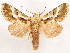  (Cascera albiscripta - CCDB-33581-C06)  @11 [ ] CreativeCommons - Attribution (2019) CBG Photography Group Centre for Biodiversity Genomics