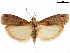  (Ortholepis pyrobasis - CCDB-33584-D07)  @11 [ ] CreativeCommons - Attribution (2019) CBG Photography Group Centre for Biodiversity Genomics