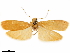  (Tigrioides aurantiaca - CCDB-33584-F10)  @11 [ ] CreativeCommons - Attribution (2019) CBG Photography Group Centre for Biodiversity Genomics