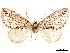  ( - CCDB-33585-A04)  @11 [ ] CreativeCommons - Attribution (2019) CBG Photography Group Centre for Biodiversity Genomics