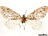  ( - CCDB-33585-A06)  @11 [ ] CreativeCommons - Attribution (2019) CBG Photography Group Centre for Biodiversity Genomics