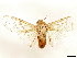  ( - CCDB-33585-H08)  @11 [ ] CreativeCommons - Attribution (2019) CBG Photography Group Centre for Biodiversity Genomics