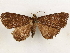  (Strathocles albipulla - CCDB-33588-G11)  @11 [ ] CreativeCommons - Attribution (2019) CBG Photography Group Centre for Biodiversity Genomics