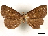  (Strathocles pulla - CCDB-33588-G12)  @11 [ ] CreativeCommons - Attribution (2019) CBG Photography Group Centre for Biodiversity Genomics