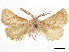  (Acousmaticus helmoides - CCDB-33589-B04)  @11 [ ] CreativeCommons - Attribution (2019) CBG Photography Group Centre for Biodiversity Genomics