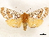  (Surcossus perlaris - CCDB-33589-D06)  @11 [ ] CreativeCommons - Attribution (2019) CBG Photography Group Centre for Biodiversity Genomics