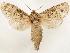  (Paropta paradoxus - CCDB-33589-D08)  @11 [ ] CreativeCommons - Attribution (2019) CBG Photography Group Centre for Biodiversity Genomics