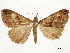  ( - CCDB-33589-E06)  @11 [ ] CreativeCommons - Attribution (2019) CBG Photography Group Centre for Biodiversity Genomics