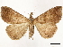  (Scopifera antorides - CCDB-33589-E07)  @11 [ ] CreativeCommons - Attribution (2019) CBG Photography Group Centre for Biodiversity Genomics