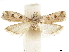  (Laetilia melanostathma - CCDB-33977-C07)  @11 [ ] CreativeCommons - Attribution (2019) CBG Photography Group Centre for Biodiversity Genomics