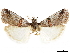  (Acrobasis pallicornella - CCDB-33977-F06)  @11 [ ] CreativeCommons - Attribution (2019) CBG Photography Group Centre for Biodiversity Genomics