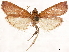 ( - CCDB-34076-A03)  @11 [ ] CreativeCommons - Attribution (2019) CBG Photography Group Centre for Biodiversity Genomics