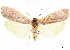  ( - CCDB-34076-G06)  @11 [ ] CreativeCommons - Attribution (2019) CBG Photography Group Centre for Biodiversity Genomics