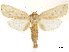  ( - CCDB-34726-D01)  @11 [ ] CreativeCommons - Attribution (2019) CBG Photography Group Centre for Biodiversity Genomics