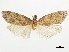  (Deltaphalonia - CCDB-34785-A03)  @11 [ ] CreativeCommons - Attribution (2019) CBG Photography Group Centre for Biodiversity Genomics