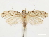  (Syncraternis - CCDB-34785-D08)  @11 [ ] CreativeCommons - Attribution (2019) CBG Photography Group Centre for Biodiversity Genomics
